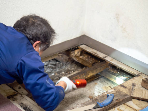 Best Home Mold Removal  in Clinton, IA