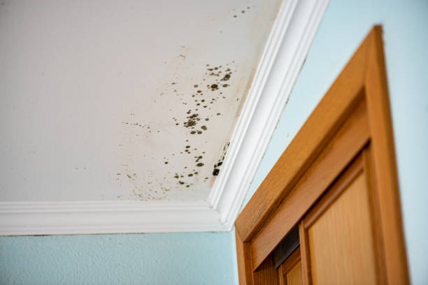 Best Emergency Mold Removal  in Clinton, IA