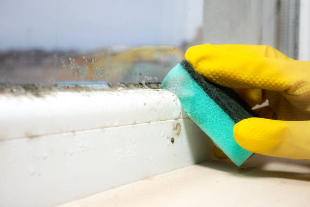 Reliable Clinton, IA Mold Removal Solutions