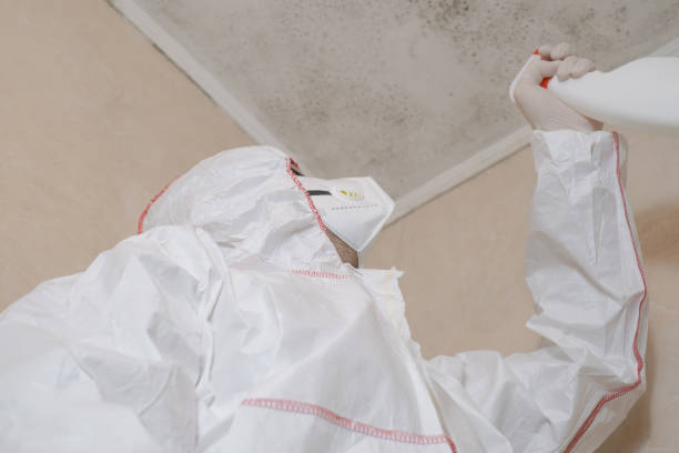 Best Commercial Mold Removal  in Clinton, IA