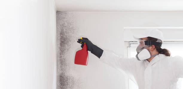 Best Mold Damage Repair  in Clinton, IA