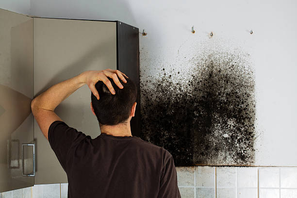 Best Black Mold Removal  in Clinton, IA
