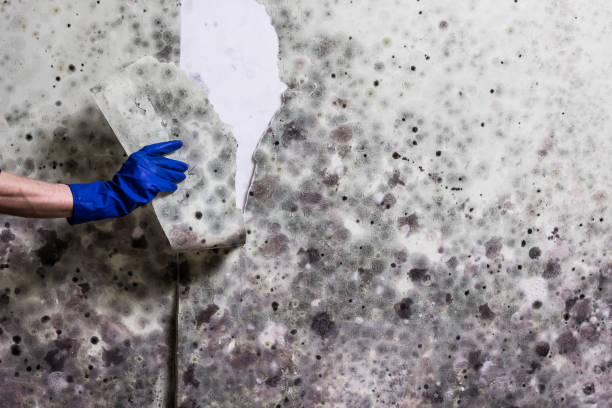 Best Mold Testing and Removal  in Clinton, IA